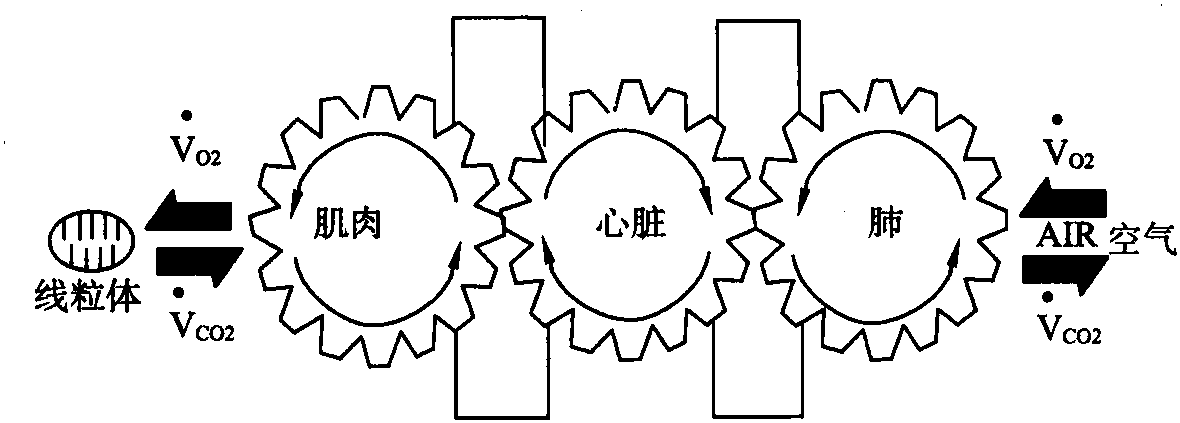 睡眠呼吸暫停綜合征運動心肺功能變化與臨床意義